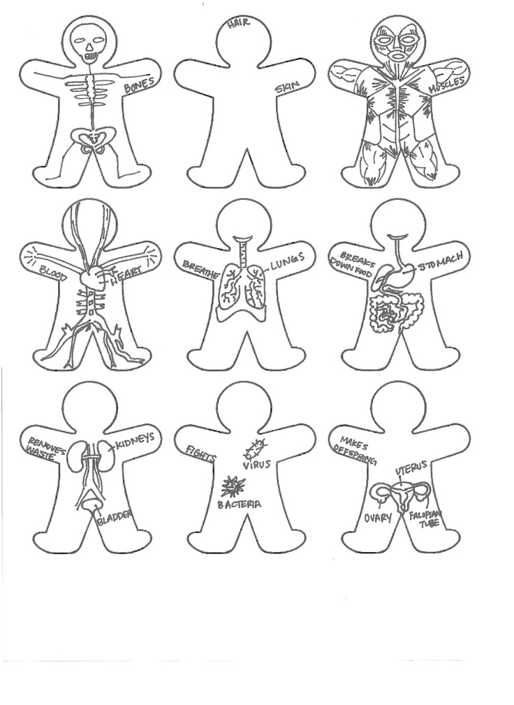 Free Printable Anatomy Coloring Pages. Awesome Human Anatomy 736x1009 Free Printable Anatomy Coloring Pages. Awesome Human Anatomy