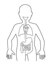Free Human Body Organs Coloring Page 200x259 Free Human Body Organs Coloring Page