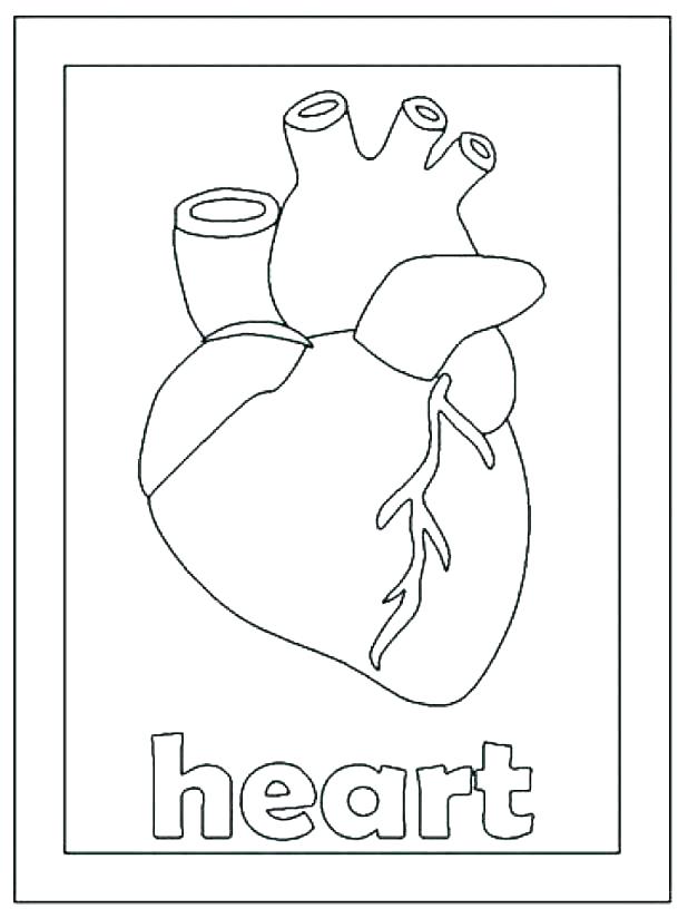 Human Heart Coloring Page Human Heart Coloring Page Human Coloring 618x824 Human Heart Coloring Page Human Heart Coloring Page Human Coloring