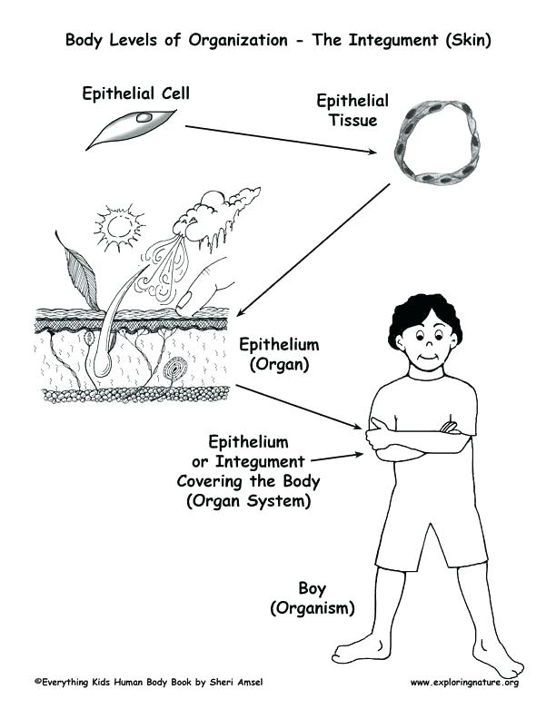 Body Systems Coloring Pages Human Body Coloring Pages Human Body 612x792 Body Systems Coloring Pages Human Body Coloring Pages Human Body