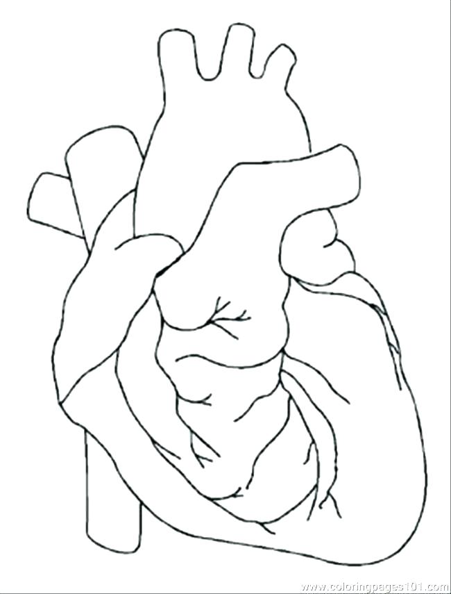 650x855 Body Outline Coloring Page Body Coloring Pages Body Outline