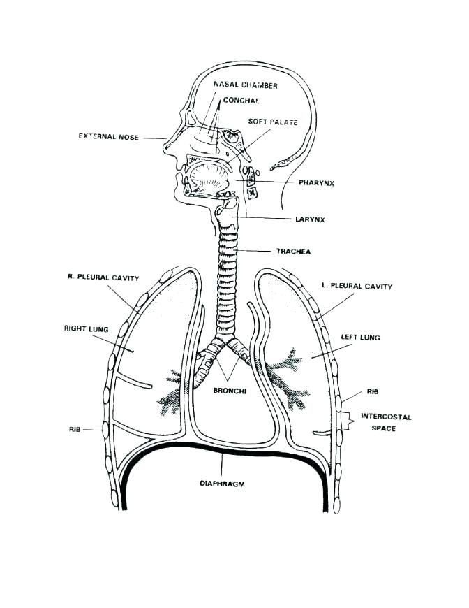 Body Coloring Pages Respiratory System Coloring Page Human Body 672x870 Body Coloring Pages Respiratory System Coloring Page Human Body