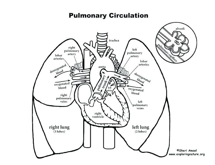 Circulatory System Coloring Page Human Body Systems Coloring Pages 736x568 Circulatory System Coloring Page Human Body Systems Coloring Pages