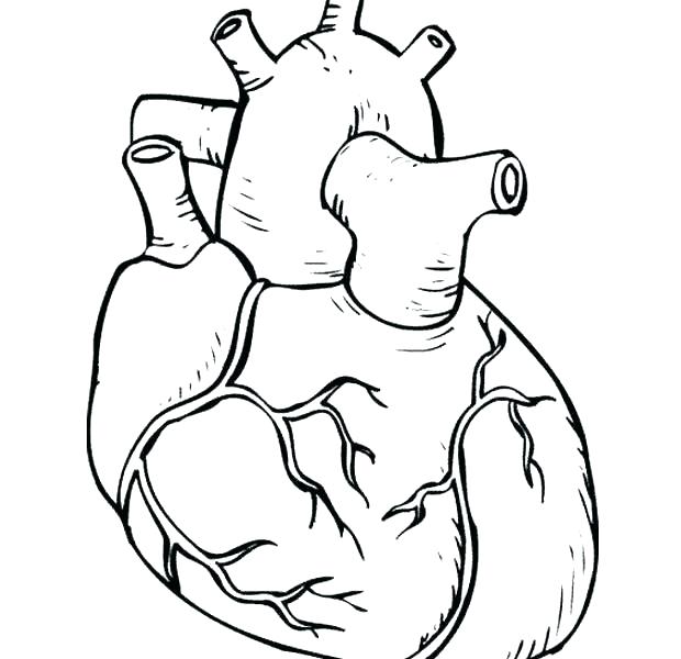 Digestive System Coloring Pages Printable Coloring Human Body 620x600 Digestive System Coloring Pages Printable Coloring Human Body