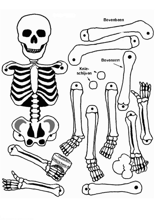 Human Body Systems Coloring Pages 433270 618x874 Human Body Systems Coloring Pages 433270
