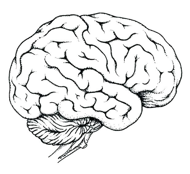 Human Organs Coloring Page Awesome Human Body Systems Coloring 618x566 Human Organs Coloring Page Awesome Human Body Systems Coloring