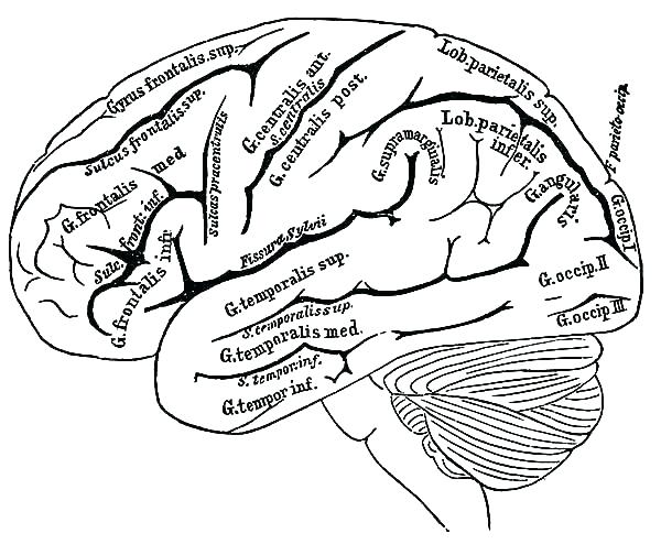 Human Body Coloring Page 600x494 Human Body Coloring Page
