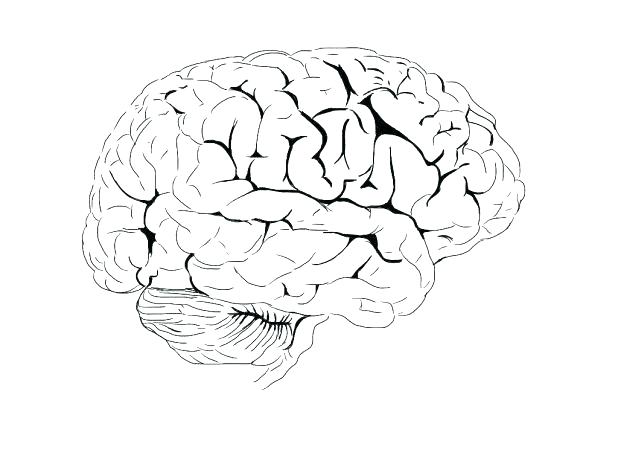 Brain Coloring Page Brain Coloring Page Images Parts Of The Brain 618x464 Brain Coloring Page Brain Coloring Page Images Parts Of The Brain