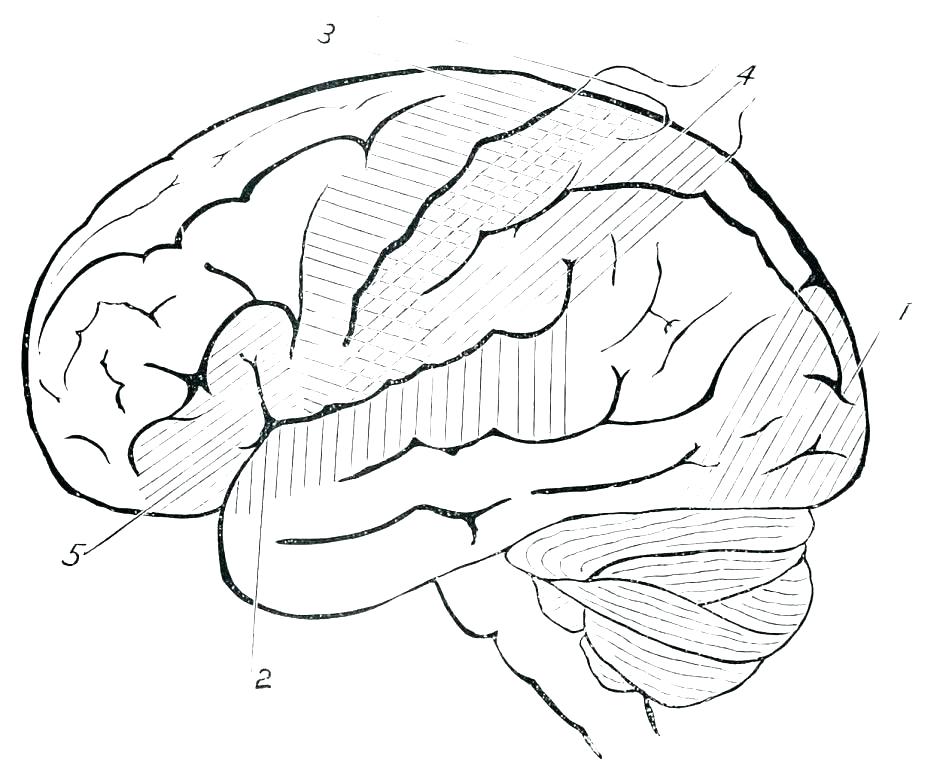 Brain Coloring Pages Brain Coloring Pages Brain Coloring Worksheet 940x770 Brain Coloring Pages Brain Coloring Pages Brain Coloring Worksheet