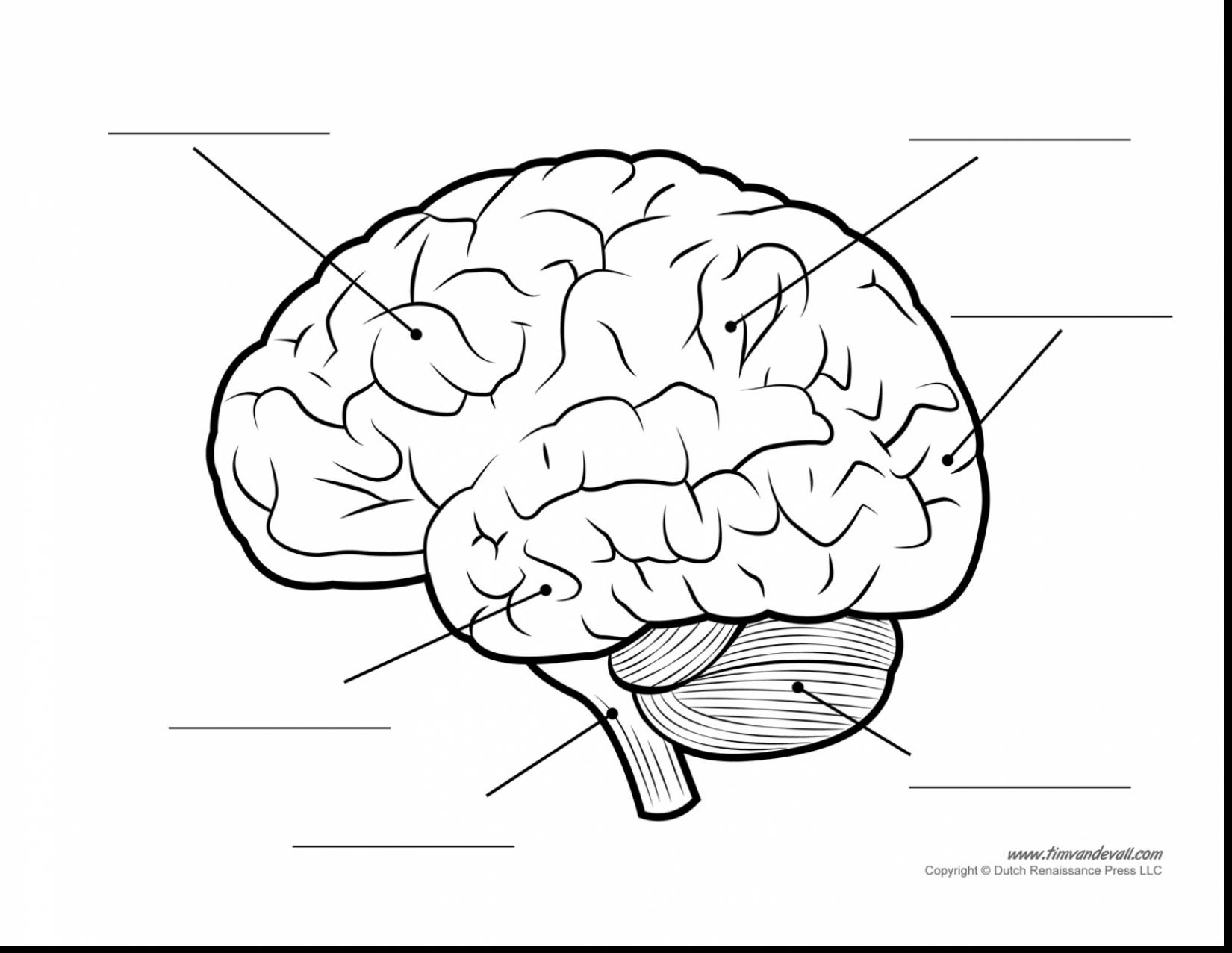 Unbelievable Human Brain Diagram Blank With Coloring Page And 1650x1277 Unbelievable Human Brain Diagram Blank With Coloring Page And
