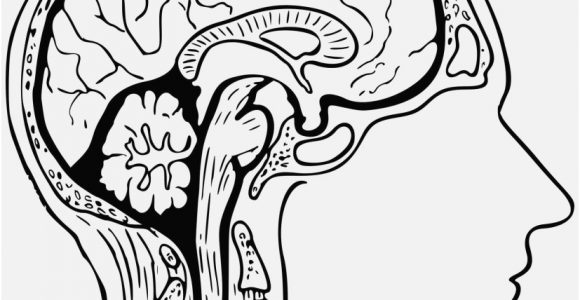 Human Brain Coloring Page 580x300 Human Brain Coloring Page