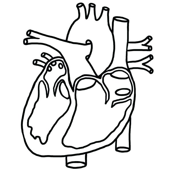600x600 Human Heart Coloring Pages