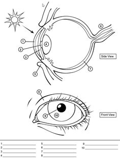 Human Eye Coloring Page With Labeling From Science 236x312 Human Eye Coloring Page With Labeling From Science
