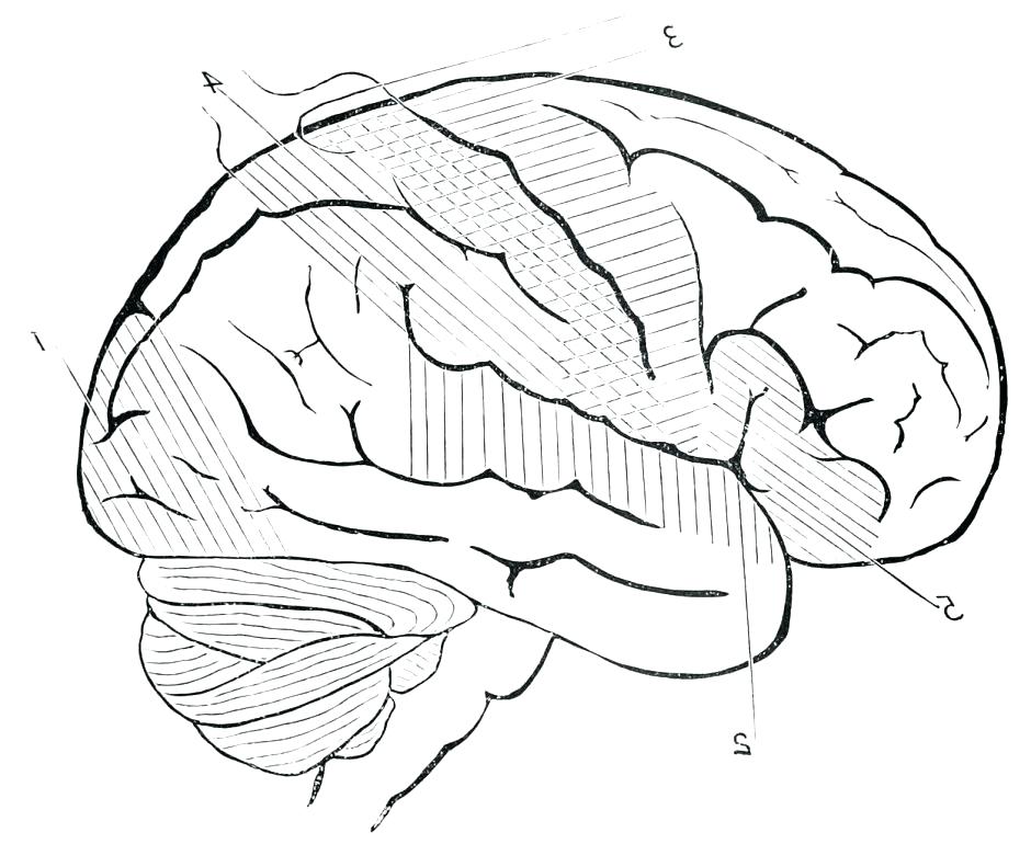 Brain Coloring Sheet Also Brain Coloring Sheet Brain Coloring 940x770 Brain Coloring Sheet Also Brain Coloring Sheet Brain Coloring