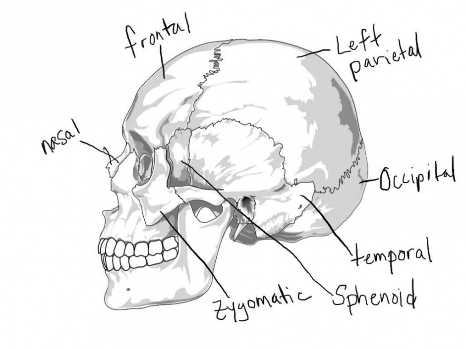 Human Brain Anatomy Coloring Page Free Printable Coloring Pages 940x705 Human Brain Anatomy Coloring Page Free Printable Coloring Pages