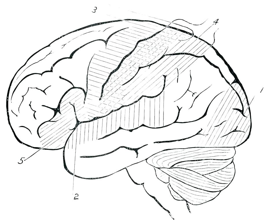 Brain Anatomy Coloring Pages Free Printable Human Anatomy Coloring 940x770 Brain Anatomy Coloring Pages Free Printable Human Anatomy Coloring