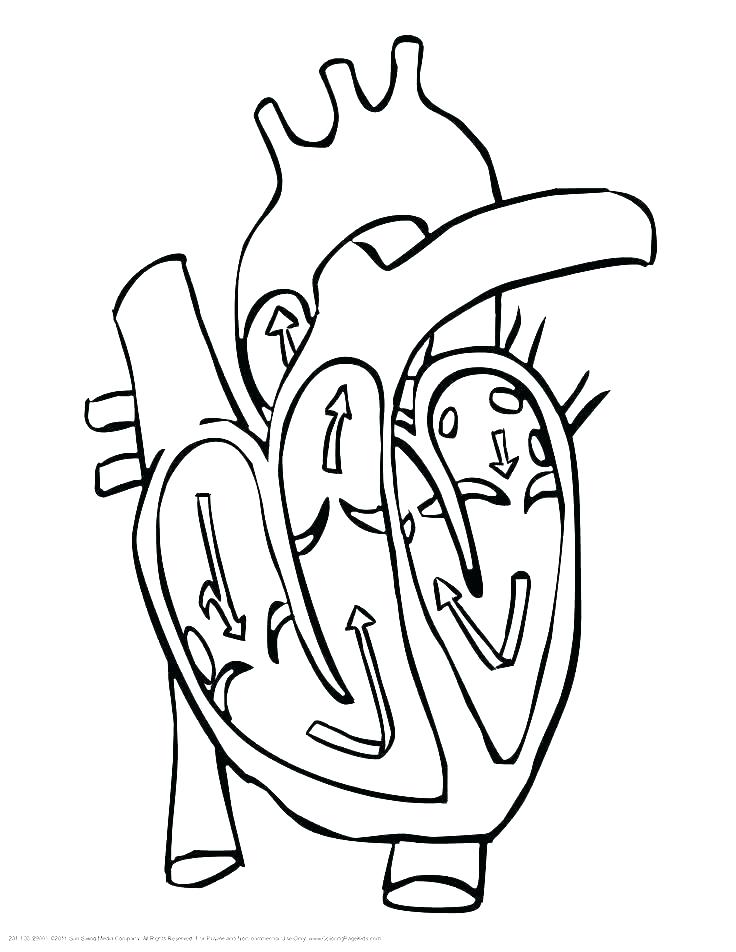 Human Heart Coloring Page Human Coloring Pages Heart Anatomy 736x952 Human Heart Coloring Page Human Coloring Pages Heart Anatomy