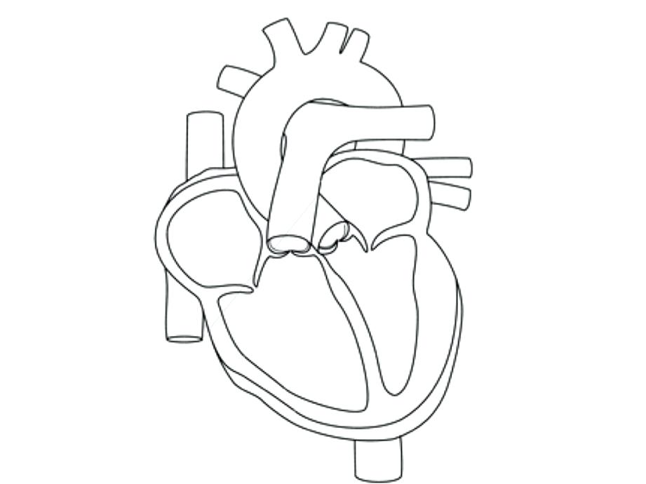 Human Heart Coloring Page Human Heart Coloring Pages Human Heart 921x690 Human Heart Coloring Page Human Heart Coloring Pages Human Heart