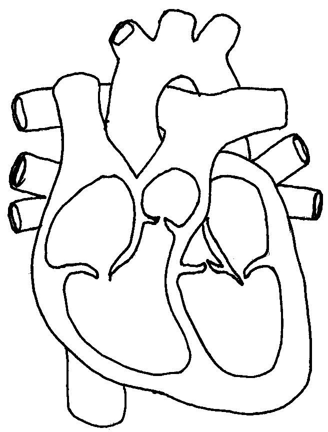 Human Heart Coloring Pages 205 Science Human Heart 656x864 Human Heart Coloring Pages 205 Science Human Heart