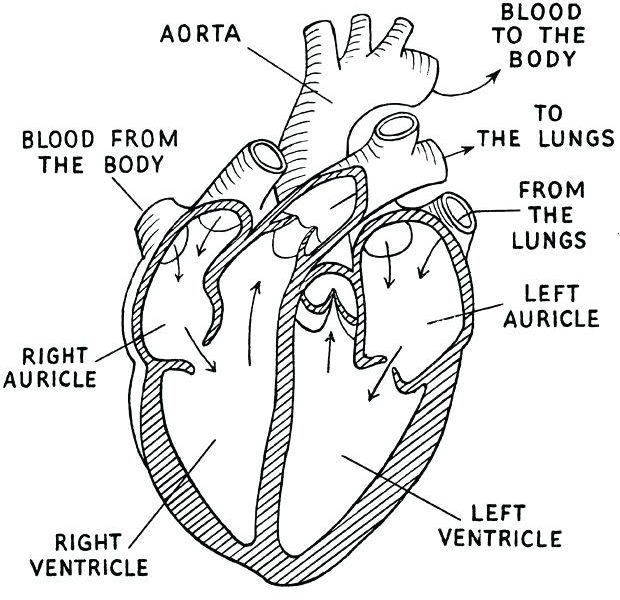 Coloring Pages Of The Heart Coloring Page 620x600 Coloring Pages Of The Heart Coloring Page