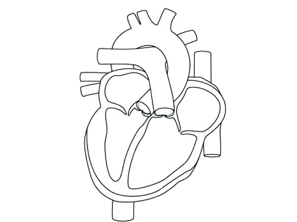 Free Coloring Pages Human Heart Heart Anatomy Coloring Pages Human 600x450 Free Coloring Pages Human Heart Heart Anatomy Coloring Pages Human