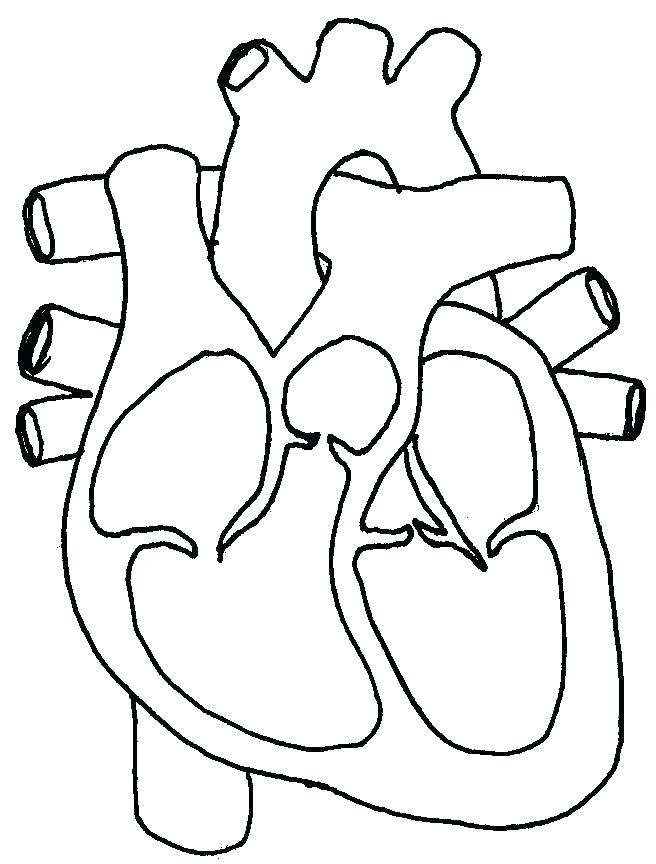 Heart Anatomy Coloring Pages Heart Anatomy Coloring Pages Heart 656x864 Heart Anatomy Coloring Pages Heart Anatomy Coloring Pages Heart