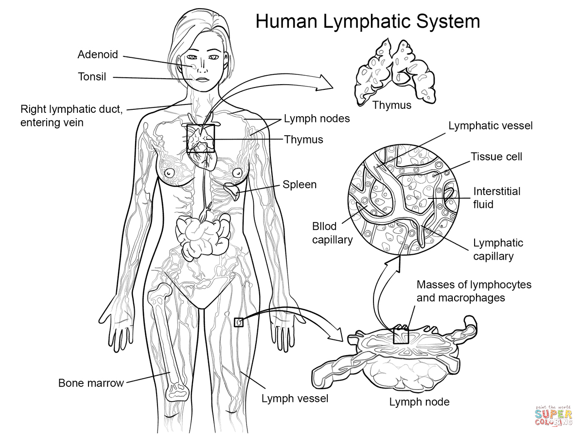 Lymphatic System Coloring Page Free Printable Pages Inside Human 1199x899 Lymphatic System Coloring Page Free Printable Pages Inside Human