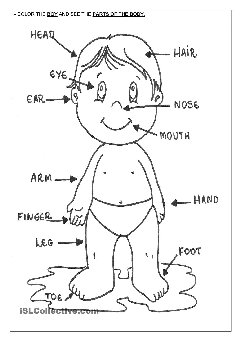 Body Parts Coloring Pages 557282 At Human Organs Page 1018x1440 Body Parts Coloring Pages 557282 At Human Organs Page