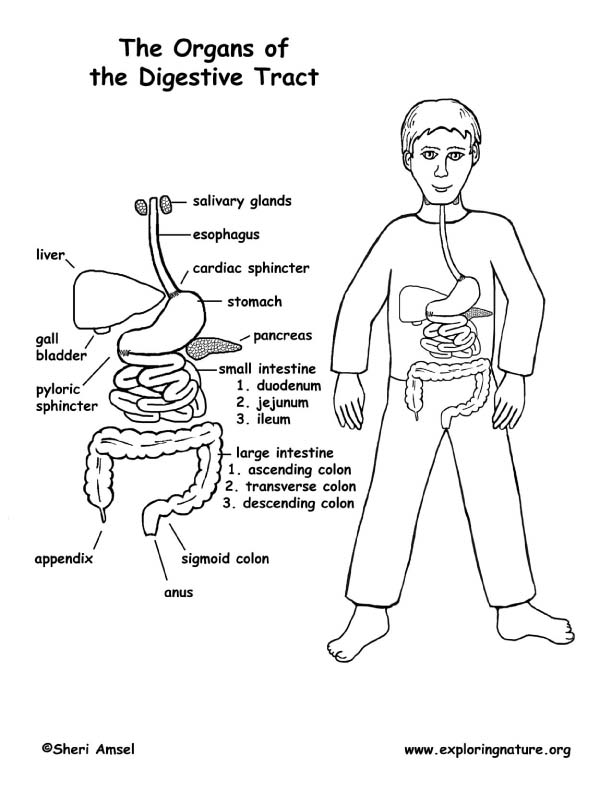 Digestive Tract Organs Coloring (Middle School) 612x792 Digestive Tract Organs Coloring (Middle School)