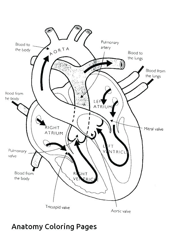 Human Skeleton Colouring Pages Coloring Page Body Hu 595x842 Human Skeleton Colouring Pages Coloring Page Body Hu