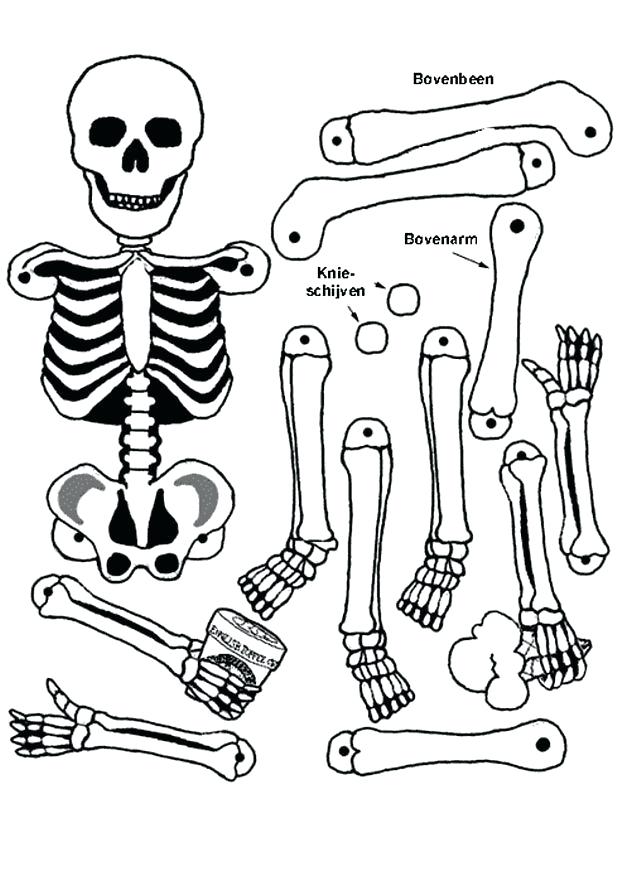 Human Skeleton Colouring Pages Coloring Sheet Bone Page Dinosaur 618x874 Human Skeleton Colouring Pages Coloring Sheet Bone Page Dinosaur