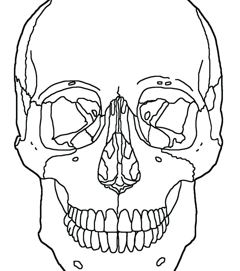 800x900 Sugar Skulls Coloring Pages Printable How To Draw Anatomy Step