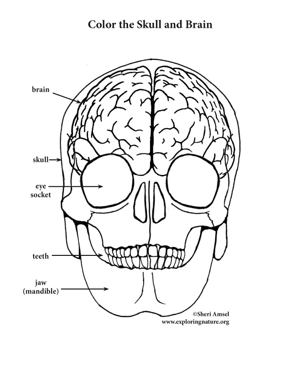 612x792 Brain And Skull Coloring Page (Elementary)