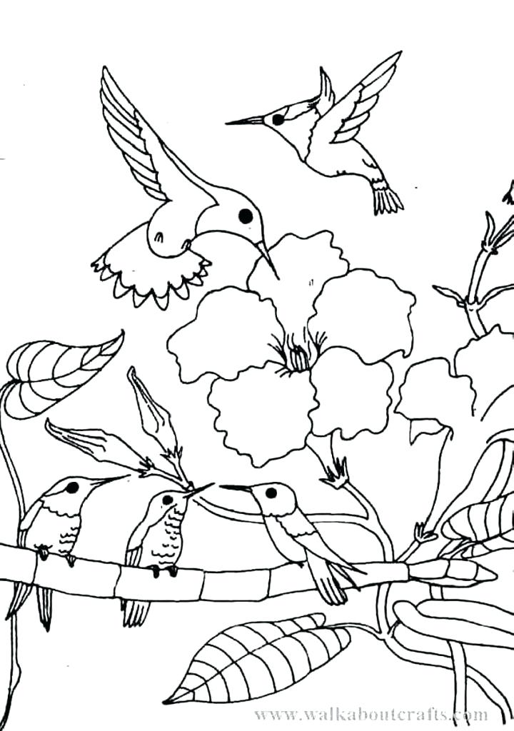 Hummingbird Coloring Pages Adult Hummingbird Coloring Pages 720x1024 Hummingbird Coloring Pages Adult Hummingbird Coloring Pages