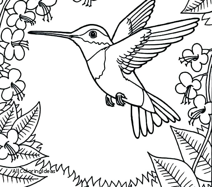 Hummingbird Coloring Pages Bee Hummingbird Coloring Pages 678x600 Hummingbird Coloring Pages Bee Hummingbird Coloring Pages