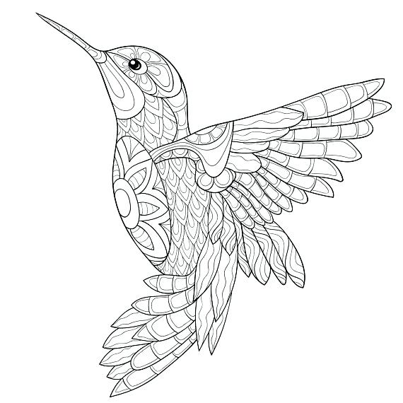 Hummingbird Coloring Pages Best Of Hummingbird Coloring Pages 570x570 Hummingbird Coloring Pages Best Of Hummingbird Coloring Pages