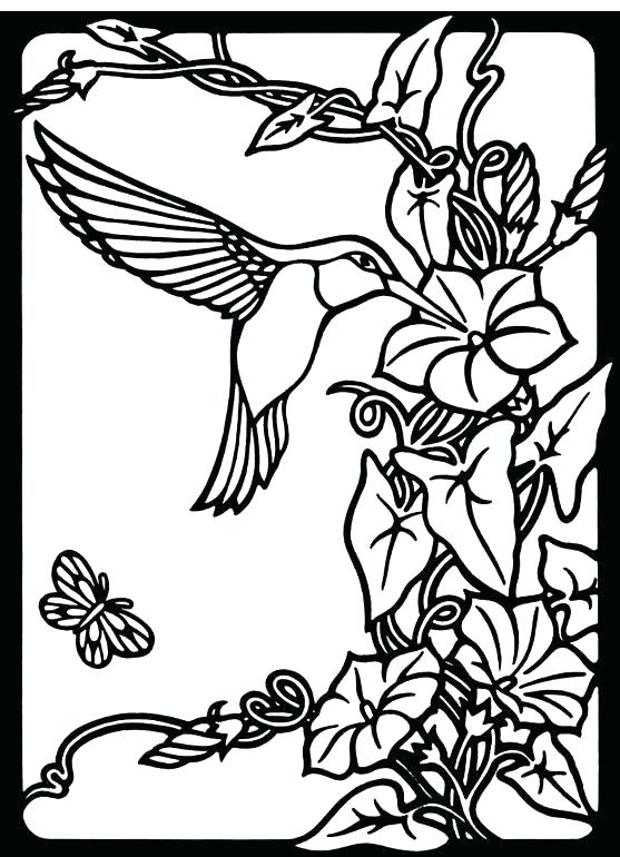 Hummingbird Coloring Pages Color Book Humming Birds Hummingbird 557x770 Hummingbird Coloring Pages Color Book Humming Birds Hummingbird