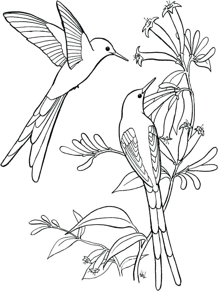 Coloring Pages Of Hummingbirds Coloring Pages Of Hummingbirds 750x1000 Coloring Pages Of Hummingbirds Coloring Pages Of Hummingbirds