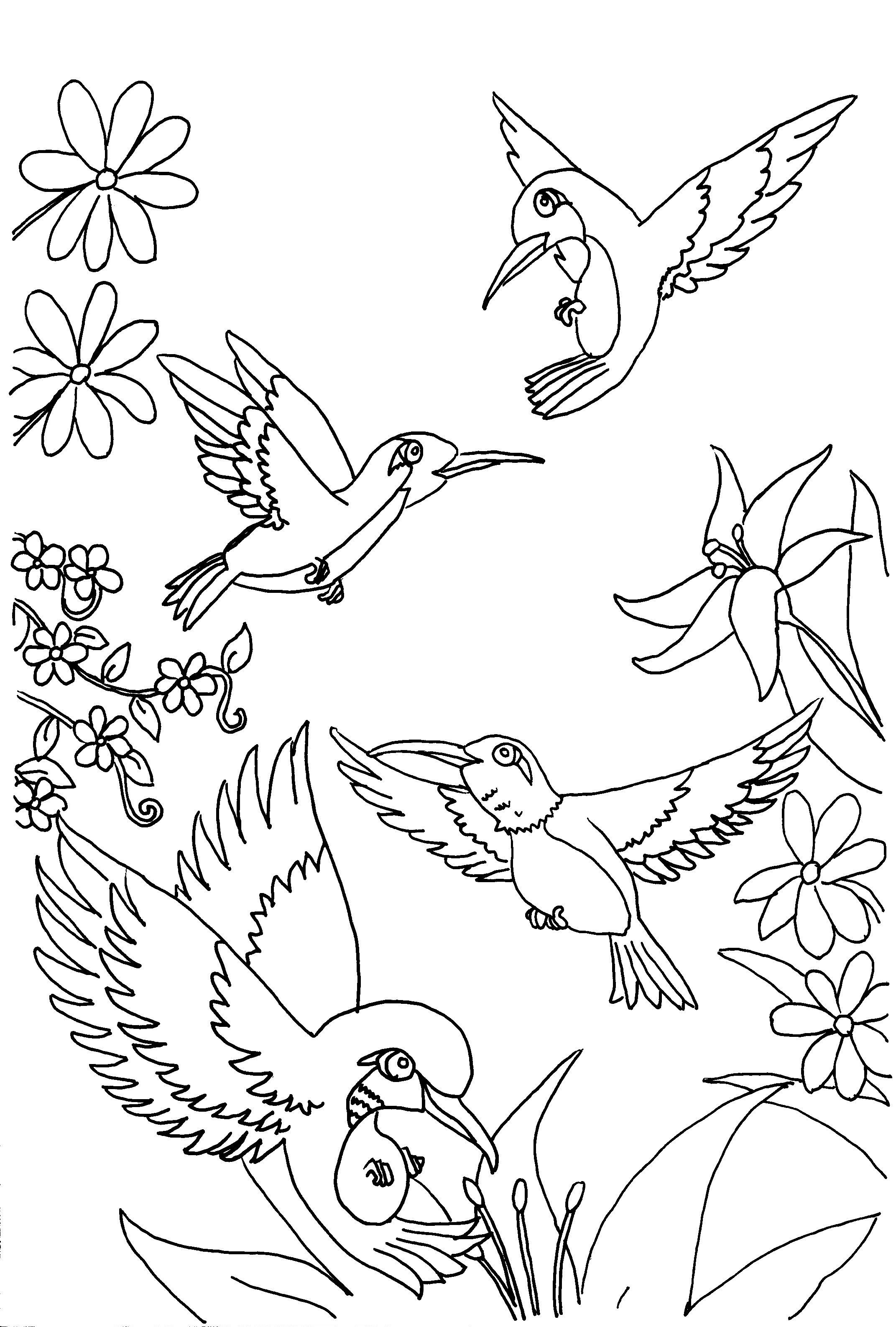 Hummingbirds Adult Coloring Pages Hummingbird 2143x3174 Hummingbirds Adult Coloring Pages Hummingbird