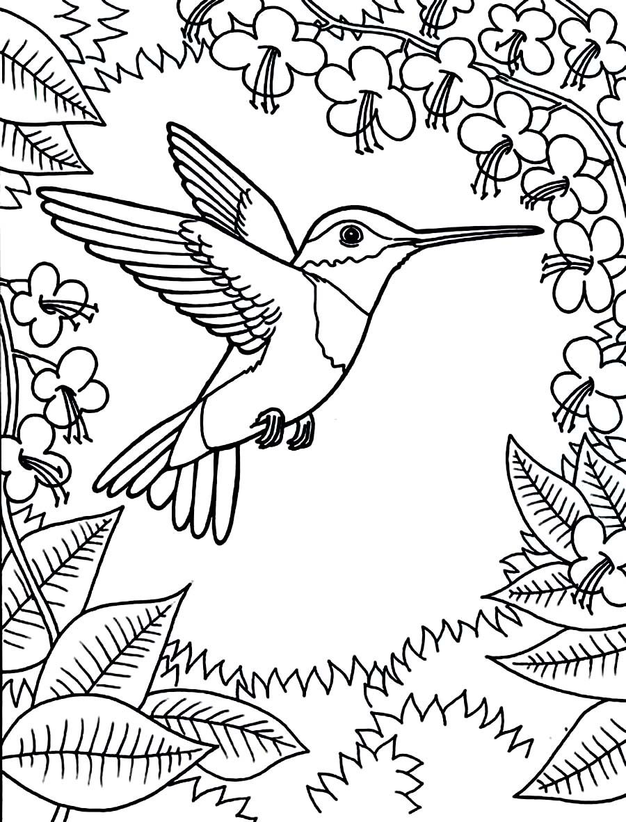 Printable Hummingbird Coloring Pages Coloring Animal Kingdom 900x1182 Printable Hummingbird Coloring Pages Coloring Animal Kingdom