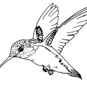 Ruby Throated Hummingbird Bird Coloring Page Color Luna 300x300 Ruby Throated Hummingbird Bird Coloring Page Color Luna