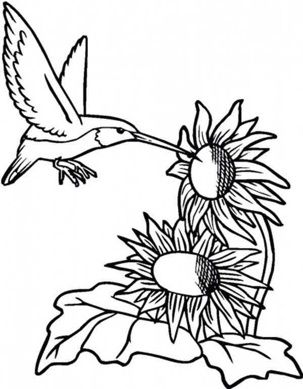 Sunflower And Hummingbird Coloring Page 600x772 Sunflower And Hummingbird Coloring Page