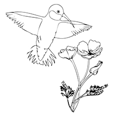 Top 10 Hummingbird Coloring Pages For Your Toddler 230x230 Top 10 Hummingbird Coloring Pages For Your Toddler