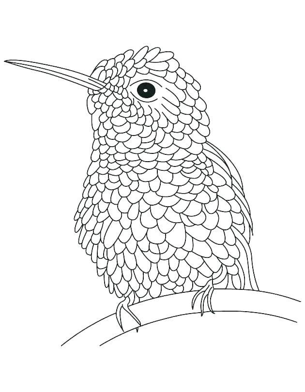 Coloring Pages Of Hummingbirds Hummingbird Coloring Pages 630x810 Coloring Pages Of Hummingbirds Hummingbird Coloring Pages