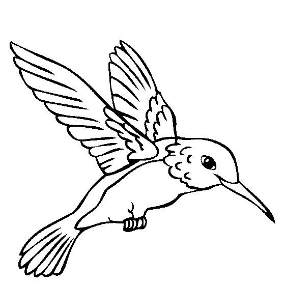 Color Book Humming Birds Hummingbird Coloring Page Color 560x560 Color Book Humming Birds Hummingbird Coloring Page Color