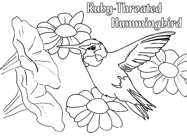 Coloring Hummingbird Coloring Sheet Pages Of Hummingbirds Page 600x445 Coloring Hummingbird Coloring Sheet Pages Of Hummingbirds Page