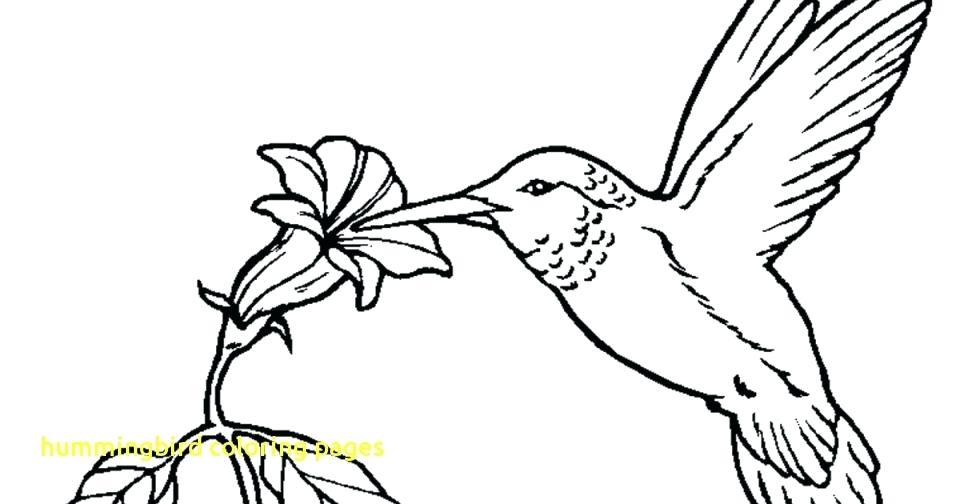 Coloring Pages Of Hummingbirds Hummingbird Coloring Pages With Get 960x504 Coloring Pages Of Hummingbirds Hummingbird Coloring Pages With Get