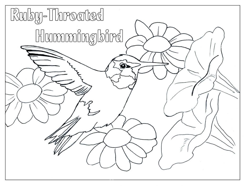 Hummingbird Color Page Appliques Hummingbird 1024x780 Hummingbird Color Page Appliques Hummingbird