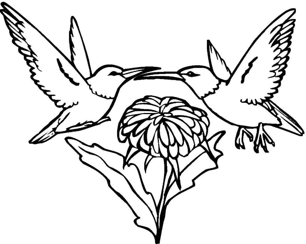 Hummingbird Coloring Page 1050x836 Hummingbird Coloring Page