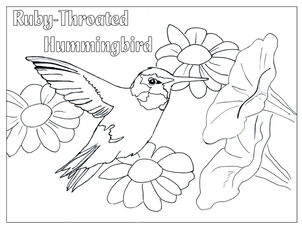 1024x780 Elegant Adult Top Hummingbird Coloring Page Gallery Dashah Beauty